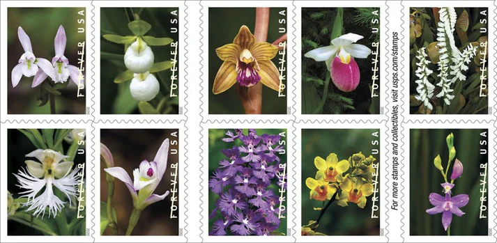 USPS20_orchid_stamps-1000x489-1.webp